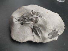 433g. 5 Cyphaspis Sur Et Dans