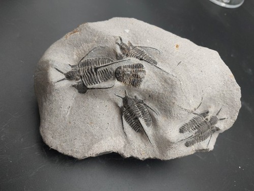 433g cyphaspis sur et dans - et,
