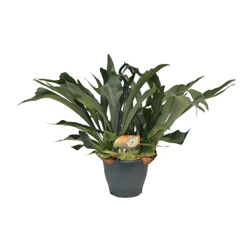Platycerium bifurcatum - ,