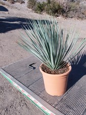 Yucca, yucca rostrata, yucca
