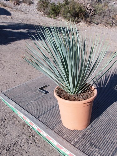 Yucca rostrata - yucca,,