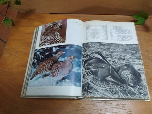 Monde des oiseaux 1001 - le, en