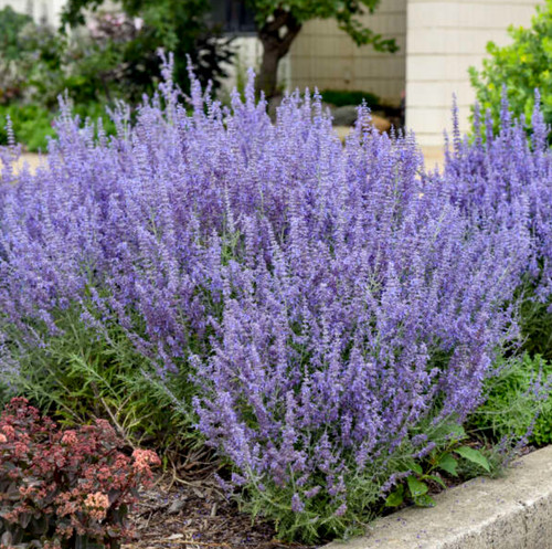 Perovskia russian sage live - russian,