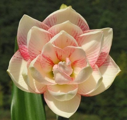 Imported amaryllis lily - amaryllis,