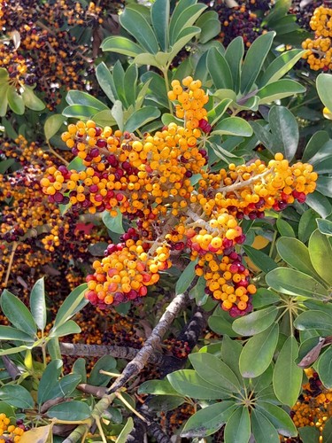 Schefflera arboricola 50 - schefflera, (50