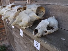 Crâne d'animal ou de mouton ? crane d' animaux animal véritable os  - AU CHOIX