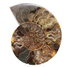 Ammonite Fossile Décoration