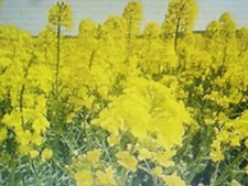 2000 graines d'engrais vert en