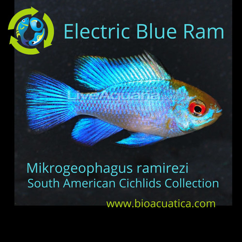 Outstanding electric blue - blue, ram