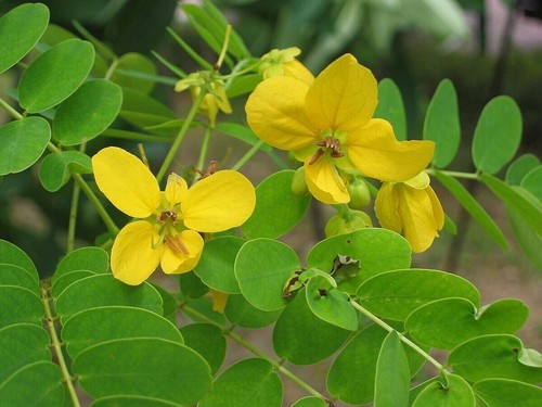 Scrambled egg bush senna - egg,