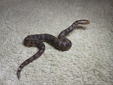 Vie sauvage Wild Life SCHLEICH