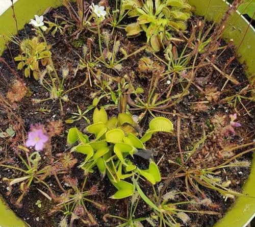 Plantes carnivores espèces - ,