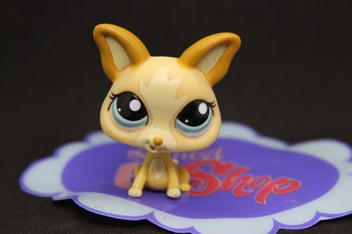 Petshop chien chihuahua - chien,