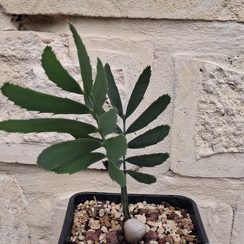 Encephalartos nubimontanus - encephalartos,