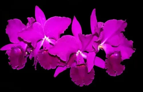 Cattleya jenmanii rubra