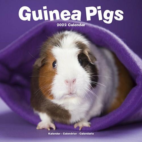 Calendrier 2022 cochon - -,