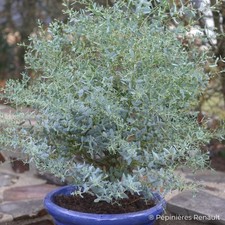 Eucalyptus gunnii France Bleu® 'Rengun' - Gommier cidre bleu compact