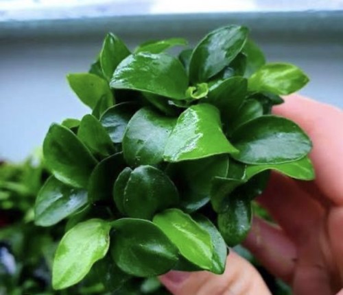 Plante aquarium anubias nana - plante,