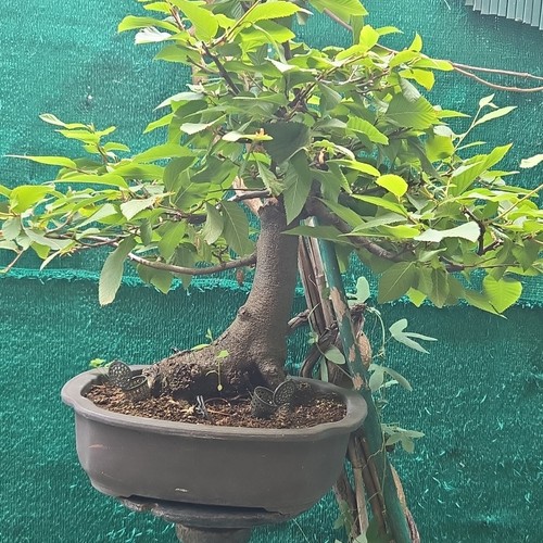 Bonsai ostrya carpinifolia - bonsai,