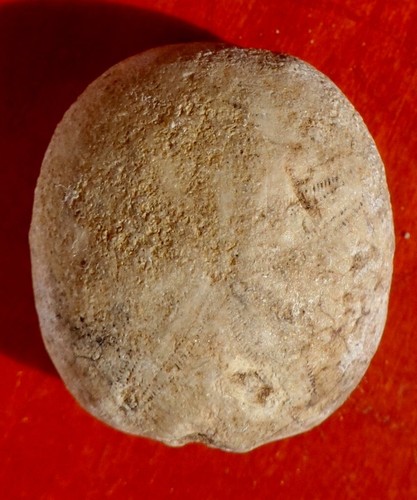 Oursin fossile crétacé la - oursin,