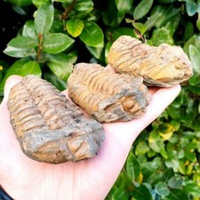 Trilobite - Maroc