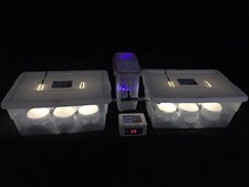 Elite Mushroom Growing Kit