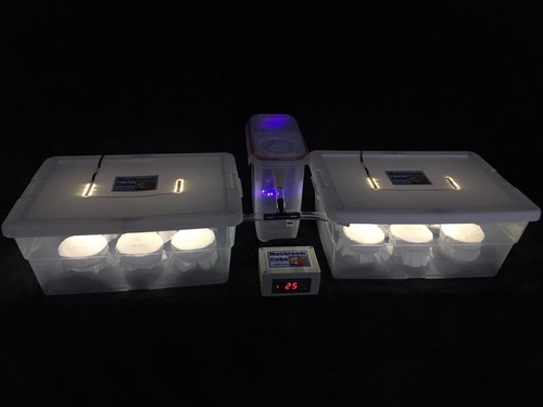 Elite mushroom growing kit - elite,