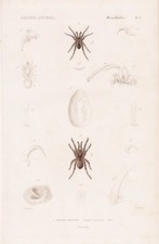 Mygale Coementaria Araignées