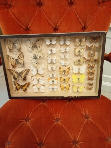 Tableau cadre papillons - tableau,