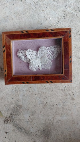 Papillon blanc entomologie - blanc,