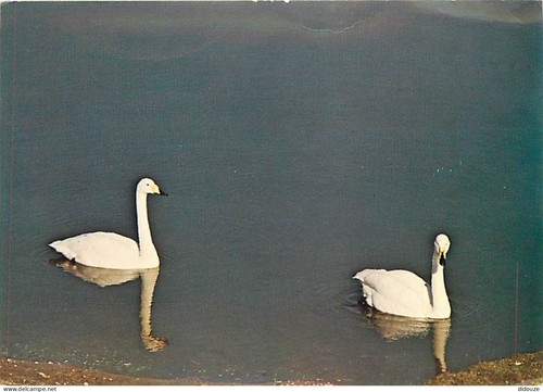 Carte postale animaux - animaux,