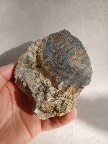 Bivalve pecten fossiles - bivalve,,