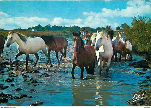 Carte postale animaux - postale,