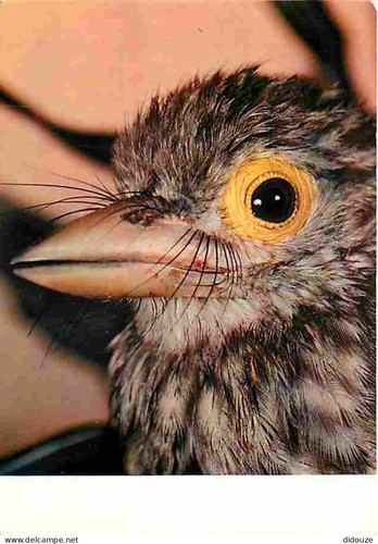 Carte postale animaux - postale,