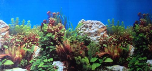 Poster fond aquarium decor - poster,