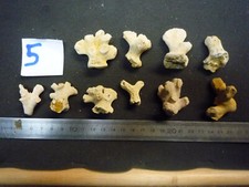 CORAUX - CORAIL B-LOBOPSAMMIA