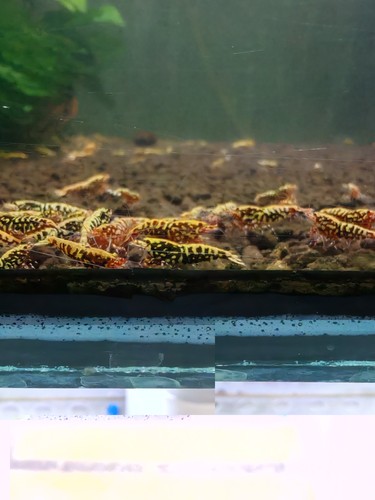 Crevettes caridina red
