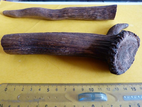 Bois cerf pour monter - 2,