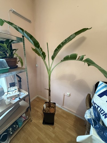 Musa florida variegata - 💎,