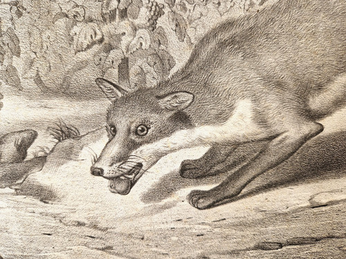 Llanta animaux renard - :,