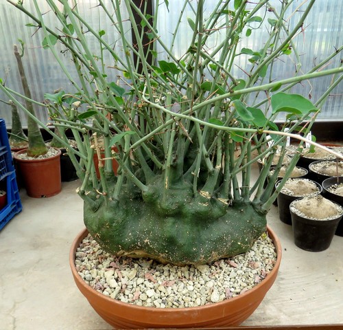 Adenia spinosa plante - adenia,