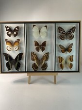 ANCIEN CADRE PAPILLONs X9 Spécimen SOUS VERRE/CABINET CURIOSITÉ TAXIDERMIE