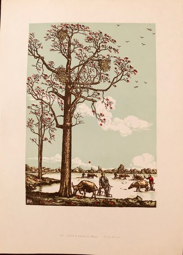 Arbre kapok fleurs - kapok, fleurs"