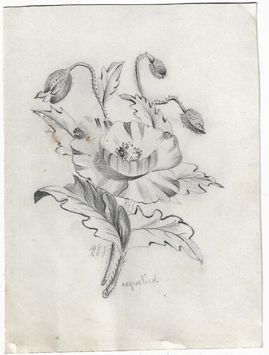 Dessins crayon fleur - dessins,
