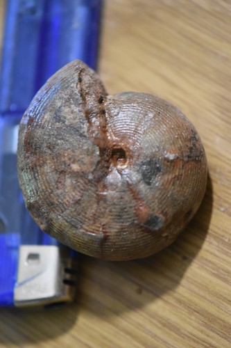 Ammonite adrianites rothpletzi - ammonite,