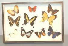 10 Naturalized Butterflies Rectangular Cardboard Frame