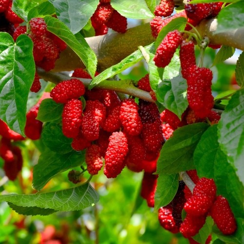 Plante fruitière mûrier - plante,