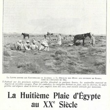 Grasshoppers The Eighth Plague of Egypt in the 20th Century Press Article 1903
