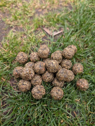 Bouillette carpe - bouillette,