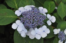 [Testé !/Opt COMME NEUF] Objectif Nikon Ai Nikkor 50 mm F/1,2 monture standar...